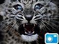 leopard_cub.jpg