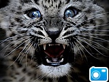 leopard_cub.jpg