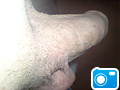 White_cock_getting_ready_(1).jpg
