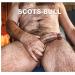 scots-bull's avatar