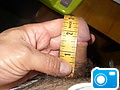 Measure.JPG