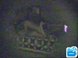 scene1_F5E425.flv