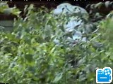 scene1_C4D930.flv