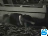 scene1_B7AC1C.flv