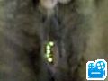 scene1_6B04F0.flv