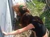 Peeing in the zoo-324106187npmpmi_pht_492.jpg