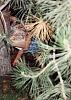Peeing in the palm trees-caught_peeing_46t_158.jpg