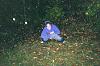 caught in the forest-243197217uheffb_pht_145.jpg