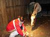 curious horse-258573101ocvnfl_pht_190.jpg